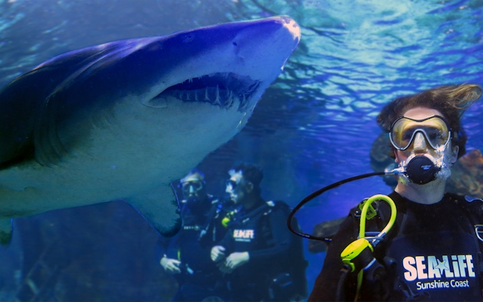 Scuba divers observing a shark at SEA LIFE Sunshine Coast.