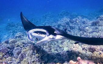 Manta ray illuminated by dive light during night snorkel in Hawaii.