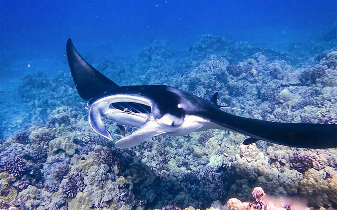 Manta ray illuminated by dive light during night snorkel in Hawaii.