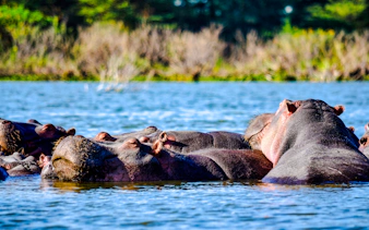 da zanzibar: safari in 4x4 con trasferimento in aereo al parco nazionale di nyerere-4