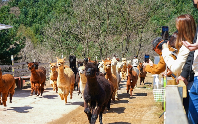 Alpacas running at Alpaca World with visitors taking photos.