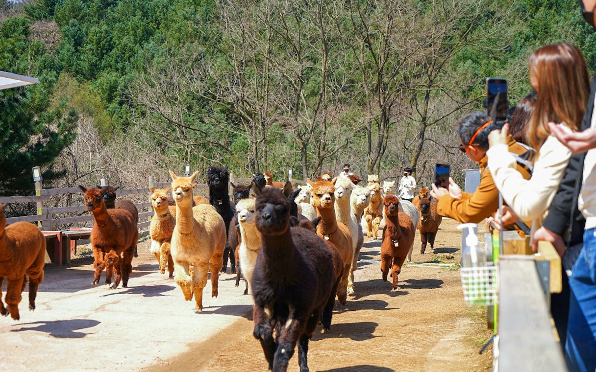 Alpacas running at Alpaca World with visitors taking photos.