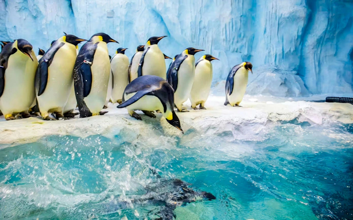 Penguins on ice at Chimelong Ocean Kingdom exhibit.