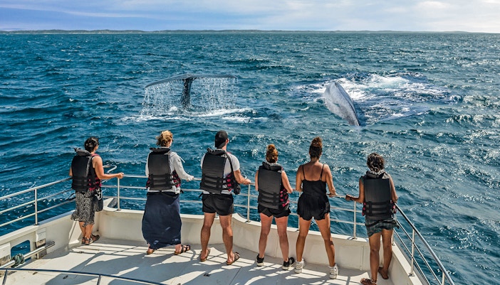 Mensen kijken naar walvissen vanaf een boot tijdens een walvisexcursie in Kaikoura