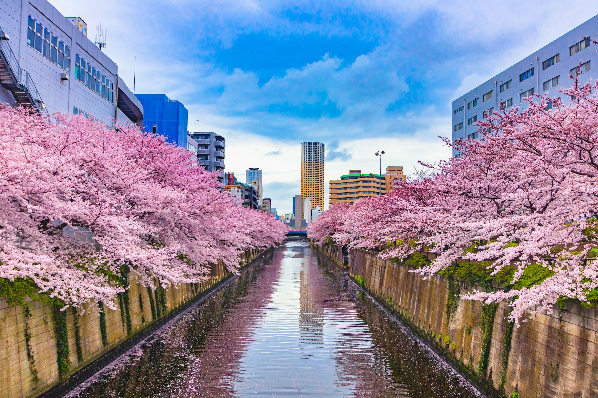 Japan cherry blossom tour 2021