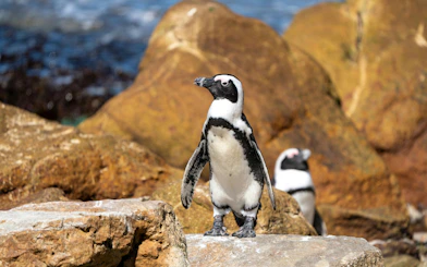 African penguins on rocks at Stoney Point Nature Reserve, Bettys Bay, South Africa.