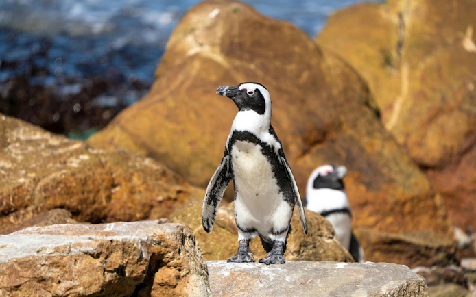African penguins on rocks at Stoney Point Nature Reserve, Bettys Bay, South Africa.
