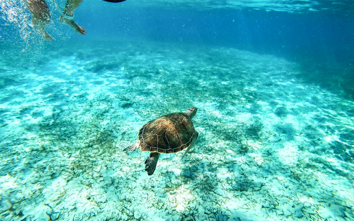 Snorkeler swimming near a sea turtle in clear waters of Rose Island.