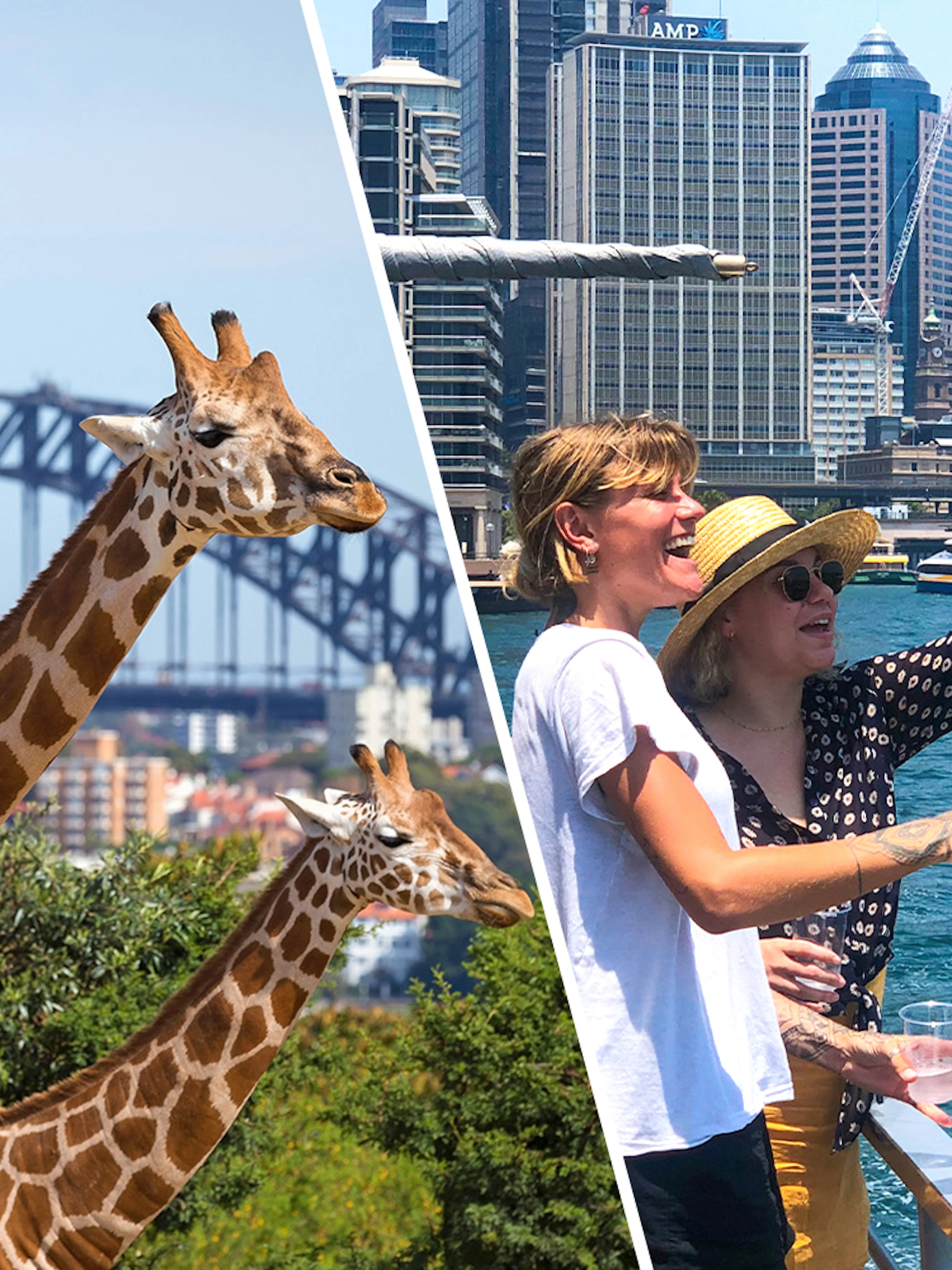 Giraffes at Taronga Zoo with Sydney Harbour Bridge in the background.