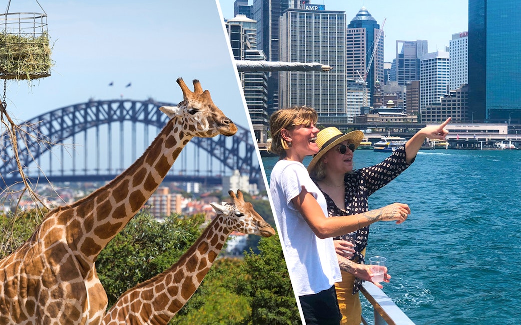 Giraffes at Taronga Zoo with Sydney Harbour Bridge in the background.