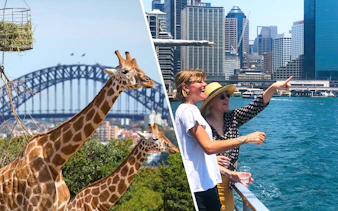 Giraffes at Taronga Zoo with Sydney Harbour Bridge in the background.
