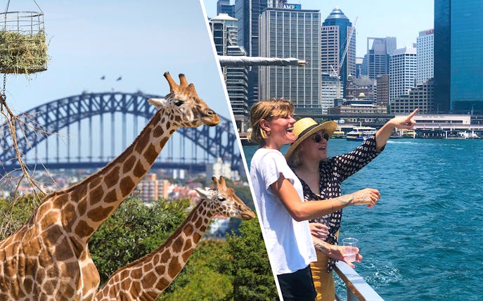 Giraffes at Taronga Zoo with Sydney Harbour Bridge in the background.