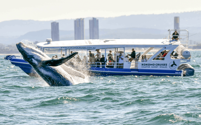Whale breaching near tour boat on Gold Coast whale watching excursion.