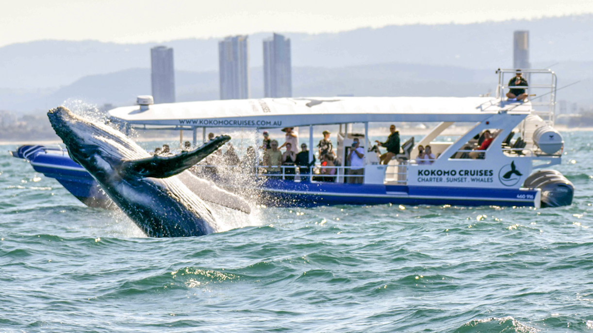 Whale breaching near tour boat on Gold Coast whale watching excursion.