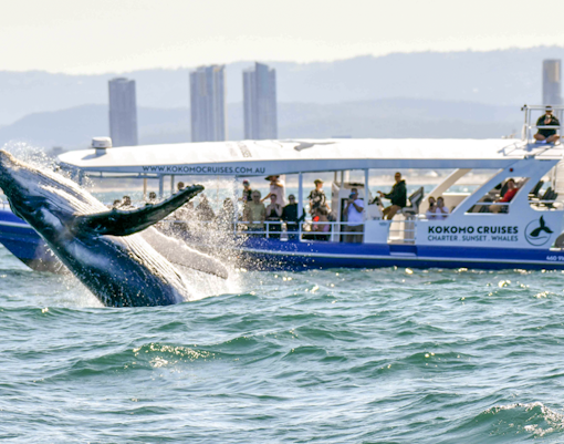 Whale watching cruises