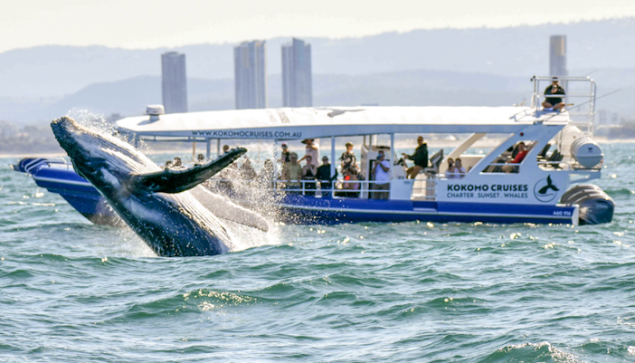 Whale breaching near tour boat on Gold Coast whale watching excursion.