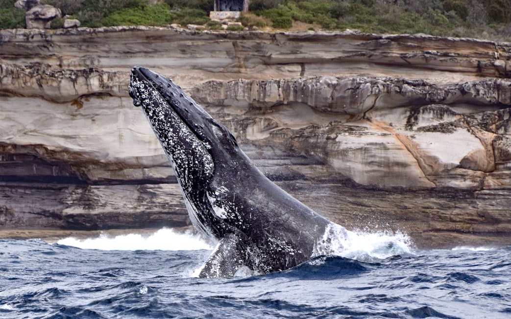Whale breaching near rocky cliffs during Sydney inflatable boat adventure.