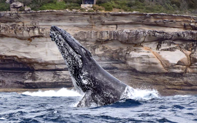 Whale breaching near rocky cliffs during Sydney inflatable boat adventure.