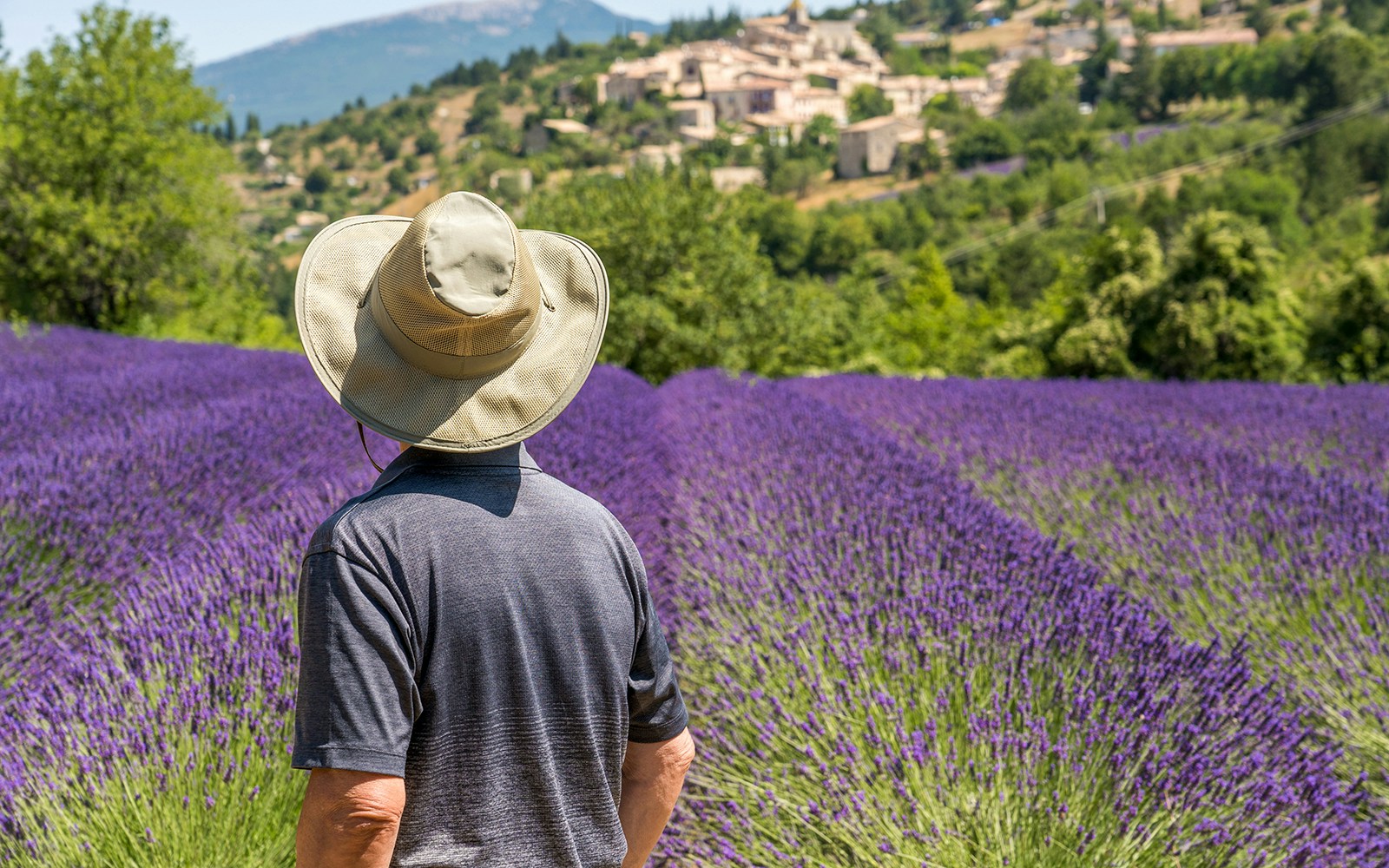 Lavender fields at Sault