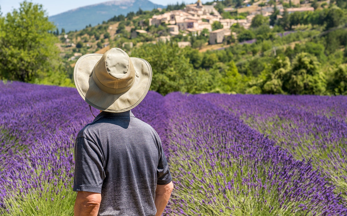 Person walking through lavender fields in Sault, France, with village in the background.