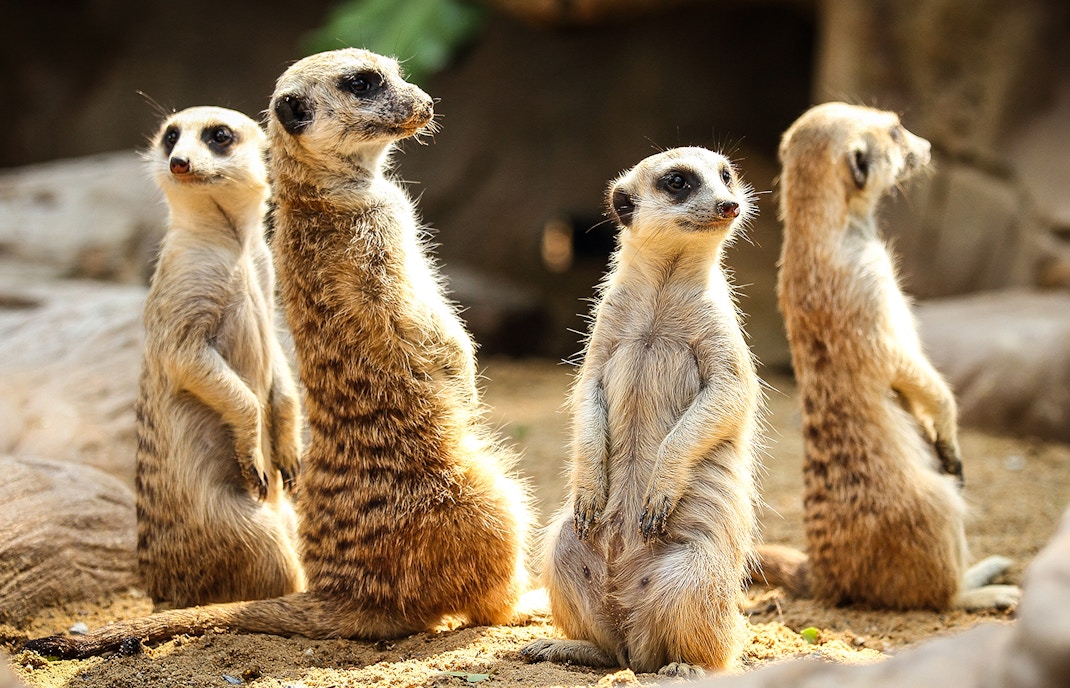 Singapore Zoo Great Rift Valley of Ethiopia