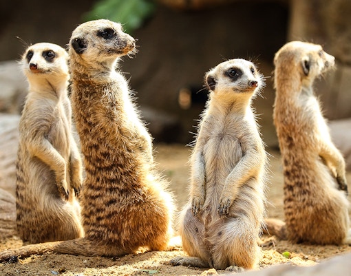 Meerkats standing on hind legs in the Kalahari Desert, South Africa.