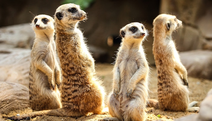 Meerkat