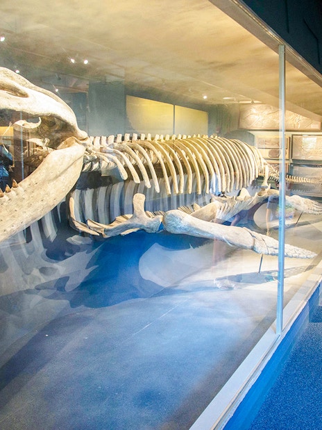 Family observing Kronosaurus skeleton at HMNH, Boston, USA.