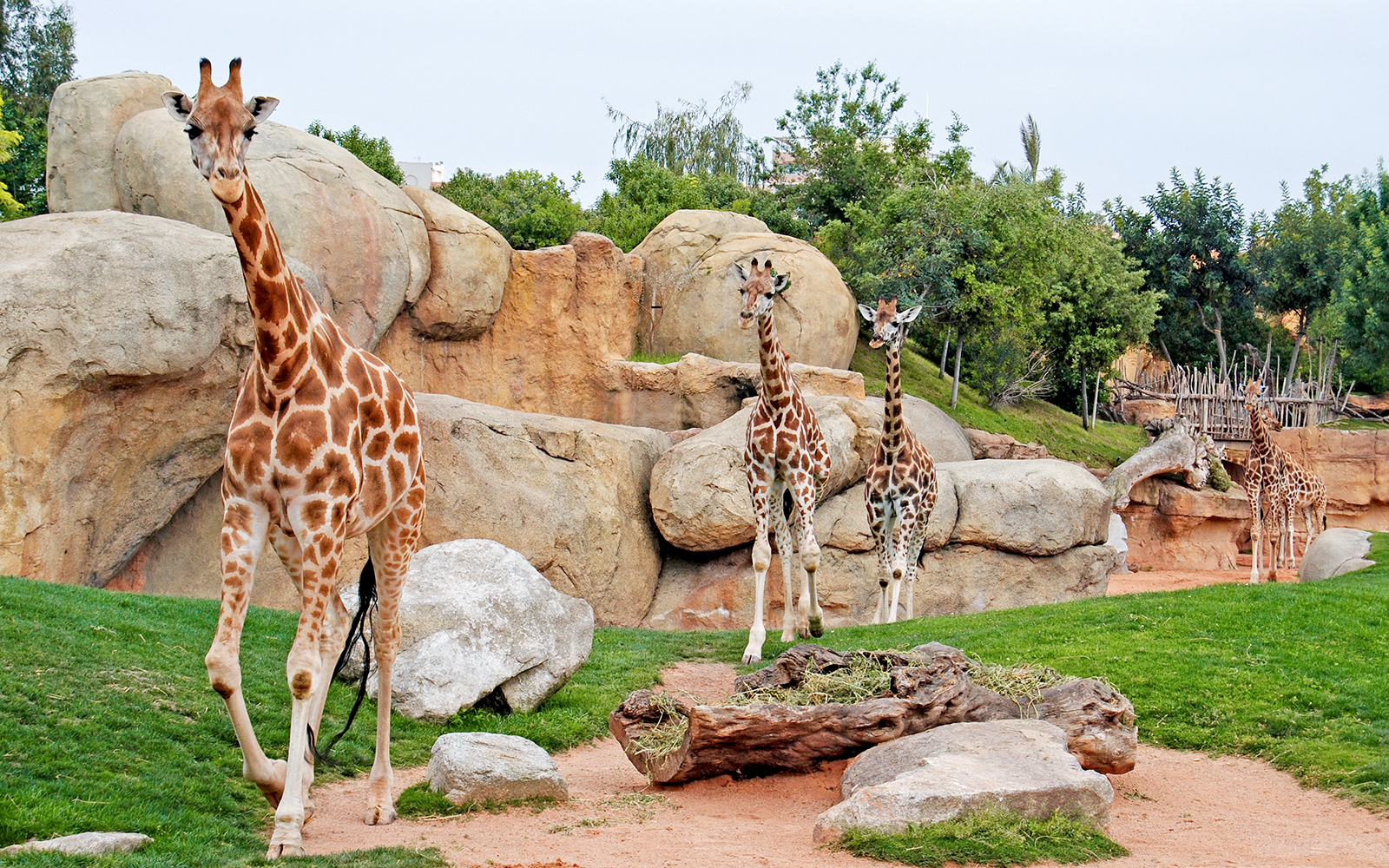 Giraffes walking among rocks and greenery at Bioparc Valencia.
