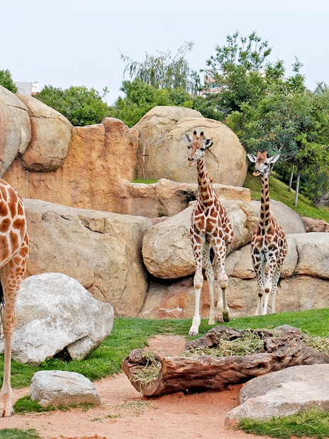 Giraffes walking among rocks and greenery at Bioparc Valencia.