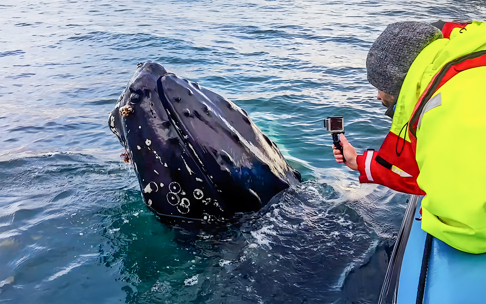 Guest filming barnacles on a whale from a RIB speedboat during Husavik whale watching tour.