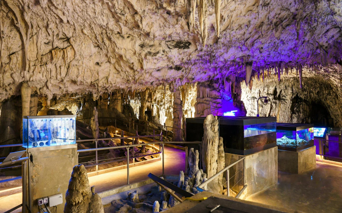 Stalactites and stalagmites inside Postojna Cave, Slovenia, with illuminated pathways.