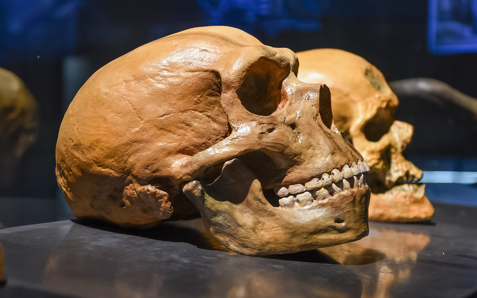 Neanderthal skull exhibit at Berlin's Neues Museum