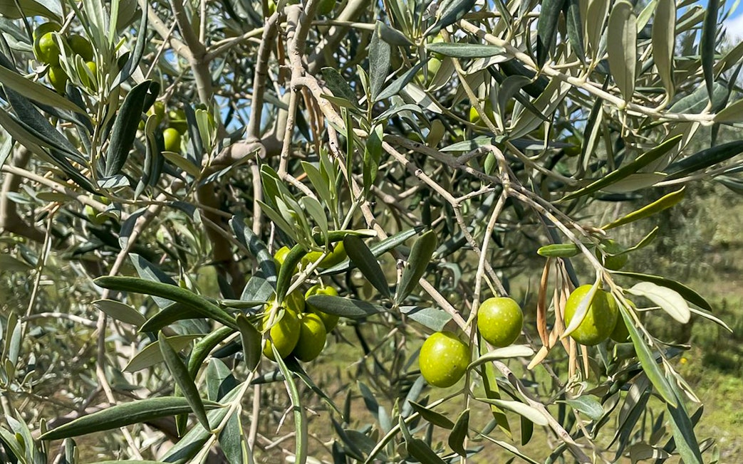 Olive tree with green olives at Mount Etna during guided walk.