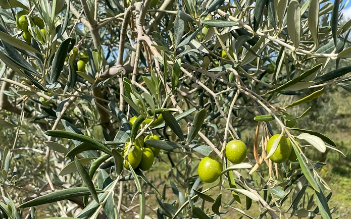Olive tree with green olives at Mount Etna during guided walk.