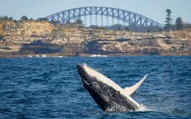 Whale breaching near Sydney Harbour Bridge during adventure cruise.