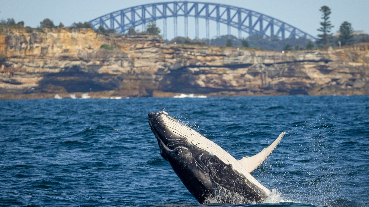 Whale breaching near Sydney Harbour Bridge during adventure cruise.