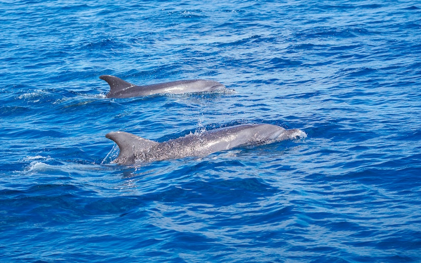 Bottlenose dolphins swimming in the ocean during a Gran Canaria sunset cruise.