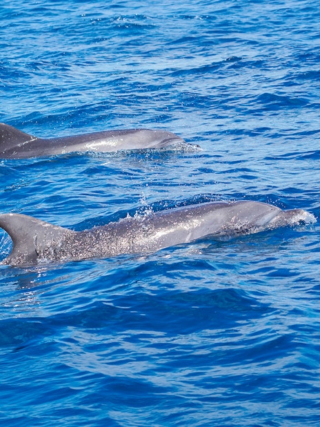 Bottlenose dolphins swimming in the ocean during a Gran Canaria sunset cruise.