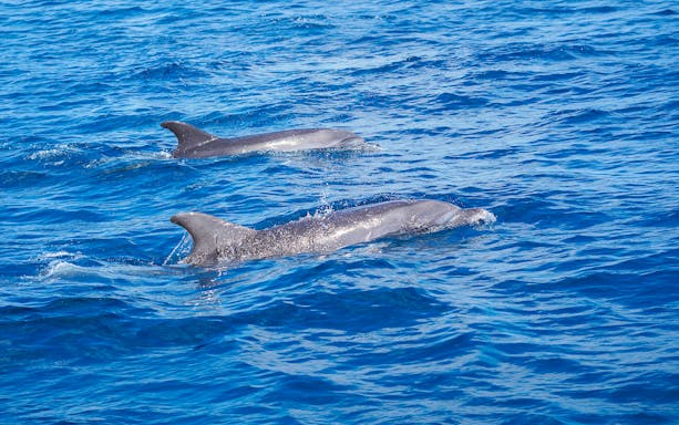 Bottlenose dolphins swimming in the ocean during a Gran Canaria sunset cruise.