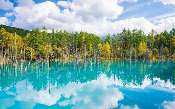 Biei Blue Pond in Hokkaido with clear blue water reflecting trees and sky.