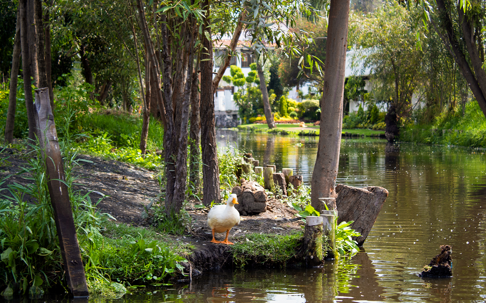 Ducks swimming in Xochimilco Lake, Mexico City, surrounded by vibrant greenery.