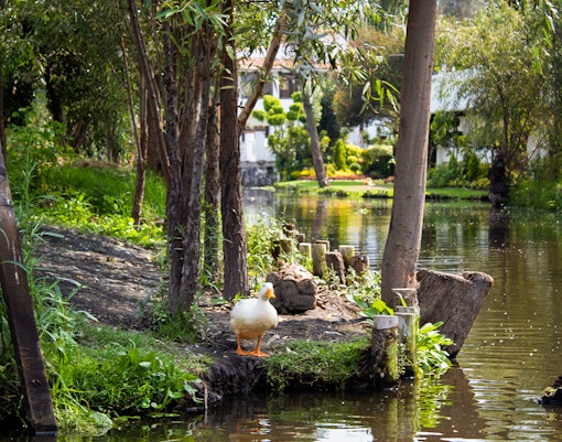 Ducks swimming in Xochimilco Lake, Mexico City, surrounded by vibrant greenery.