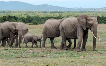 Elephants walking in Amboseli National Park, Kenya, with distant hills in the background.