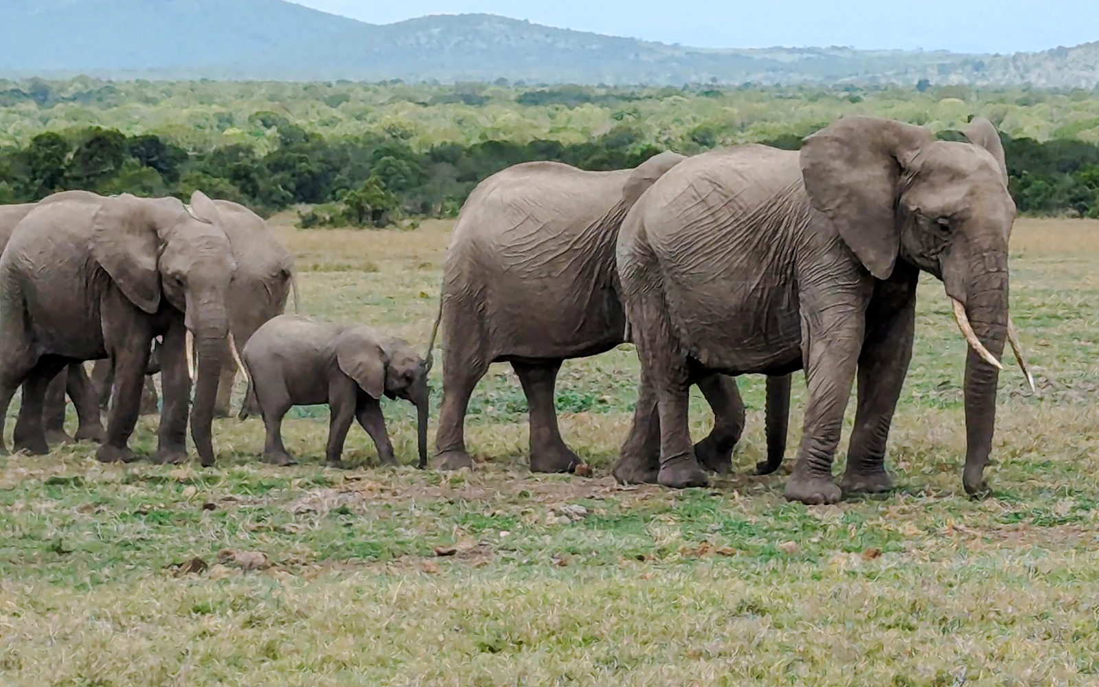 From Nairobi: Amboseli National Park Overnight Safari (Product 56379)