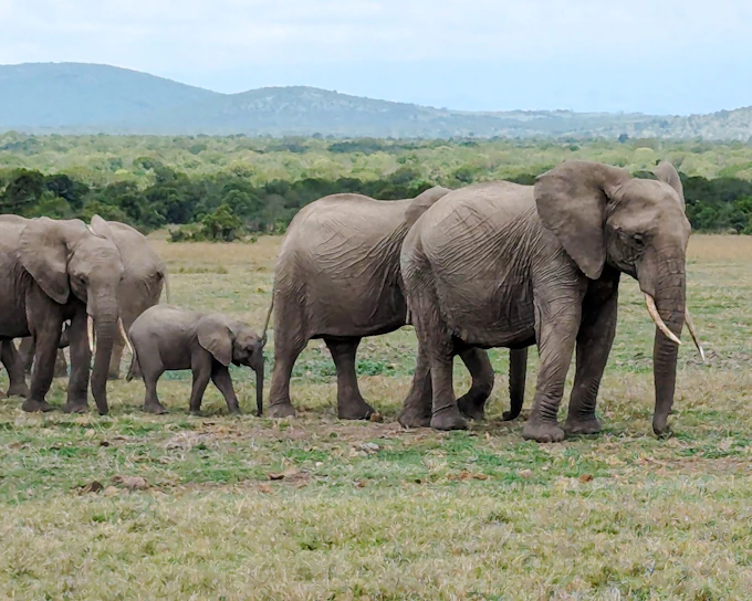 From Nairobi: Amboseli National Park Overnight Safari (Product 56379)