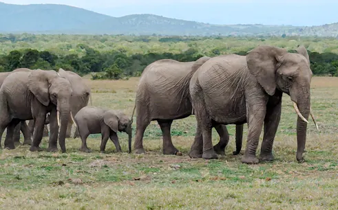 Elephants walking in Amboseli National Park, Kenya, with distant hills in the background.