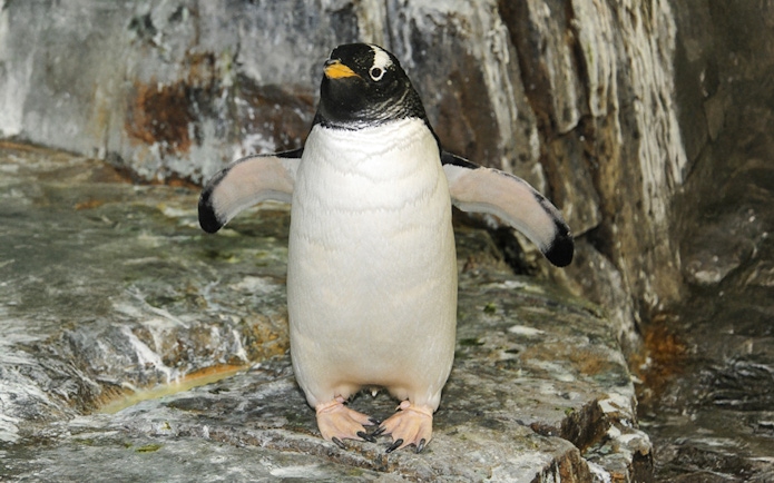 Penguin standing on rocks at Central Park Zoo.