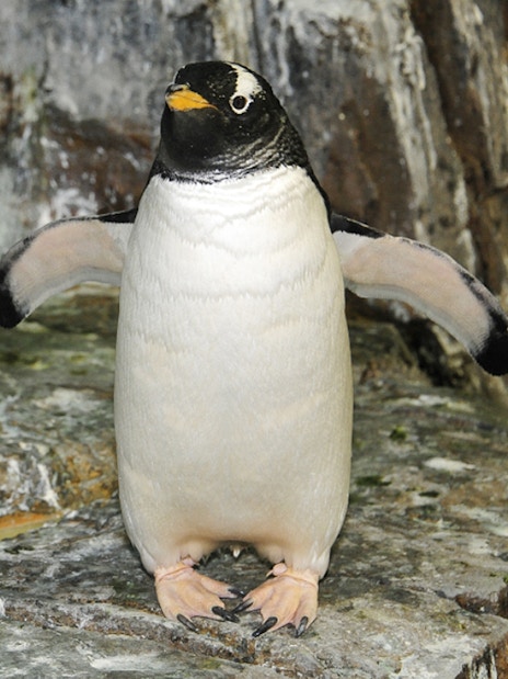 Penguin standing on rocks at Central Park Zoo.