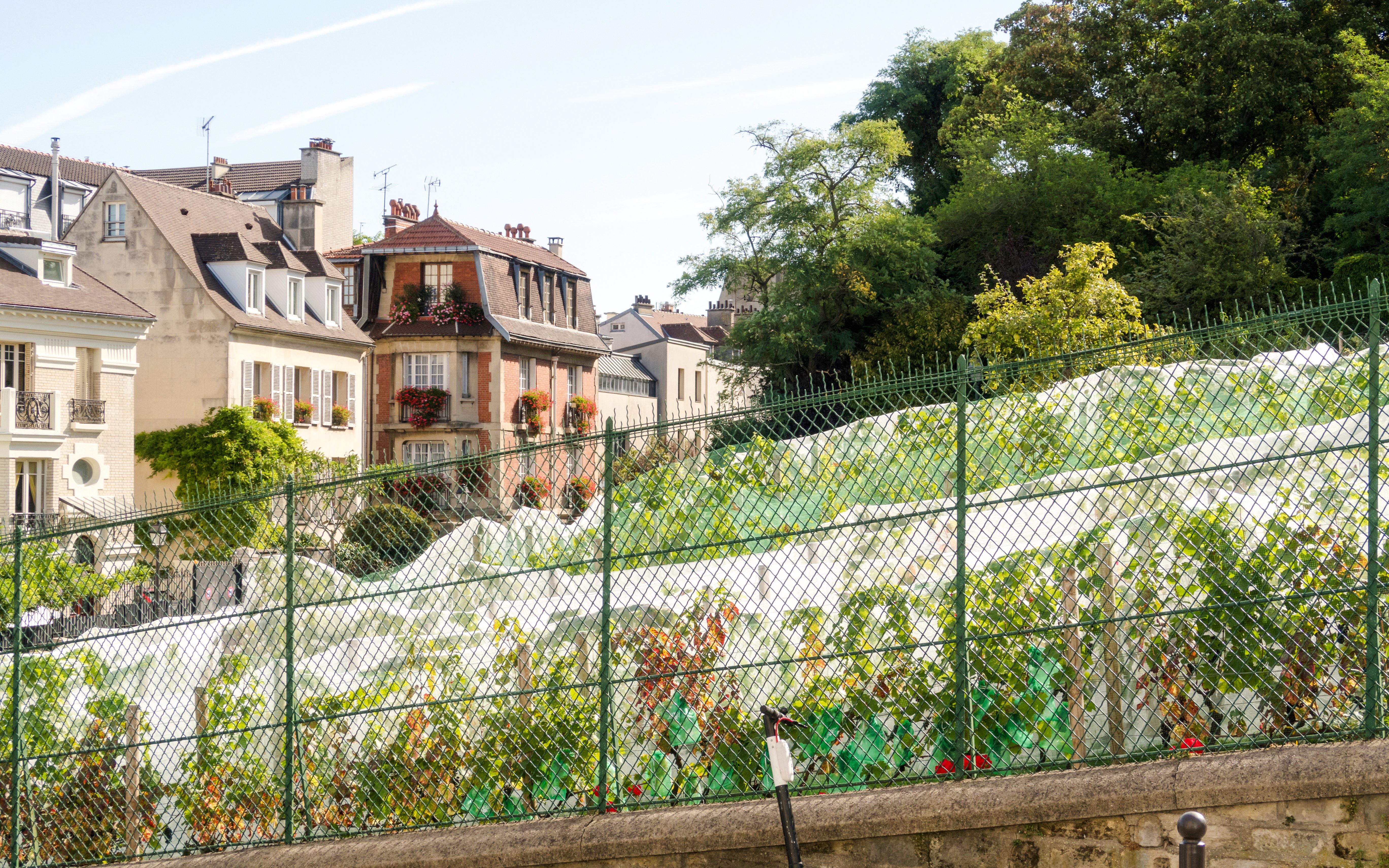 Vineyard at Clos Montmartre with Parisian buildings in the background.